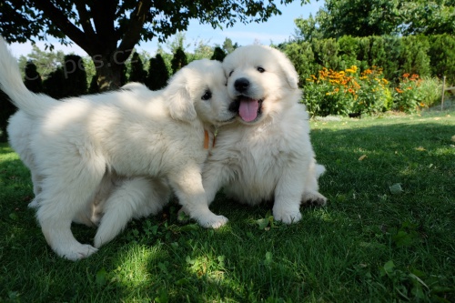 CHS. Chlupat� kr�sa, zad� �t���tka Slovensk�ho �uva�e s PP