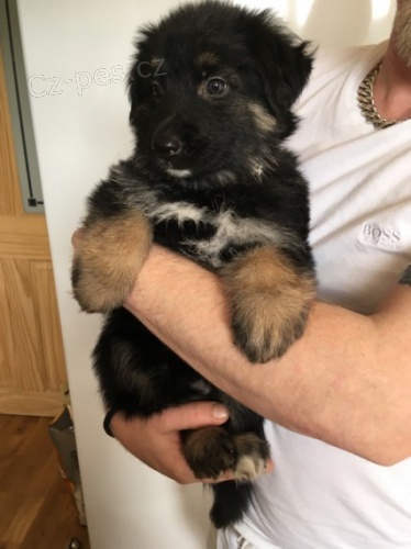 Roztomil� �t��ata n�meck�ho ov��ka