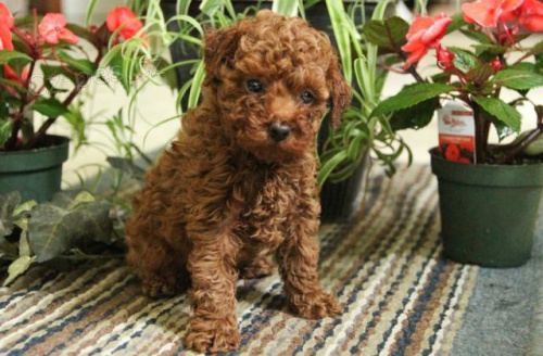 �t���tka hra�ek pudla 10 t�dn�