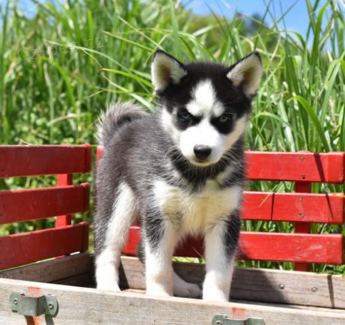 �t�n� �t�dr�ho sibi�sk�ho Husky