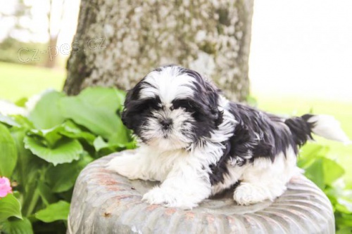 Roztomil� �t��ata Shih Tzu