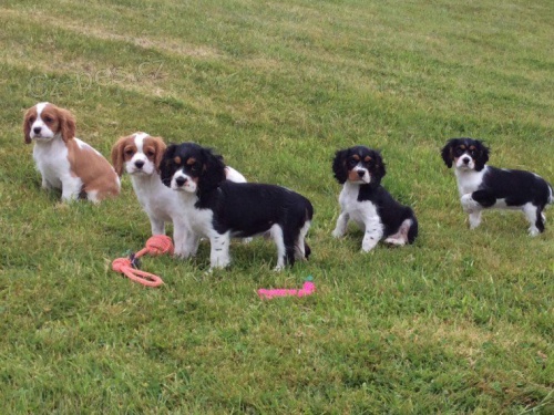 �t��ata kaval�r King Charles �pan�l