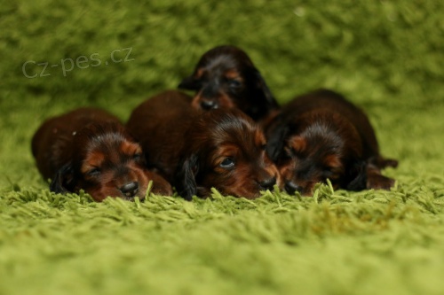 Jezev��k standard dlouhosrst�