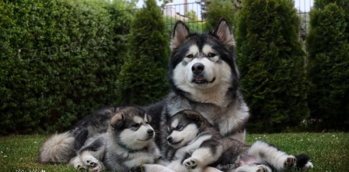 kr�sn� maltsk� �t���tka k dispozici