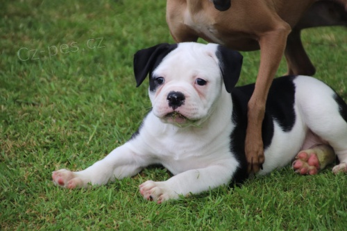 americk� buldok �t��ata k dispozici. ob� pohlav�