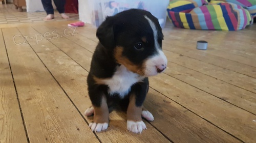 �t��ata Appenzell, 3 m�s�ce star�