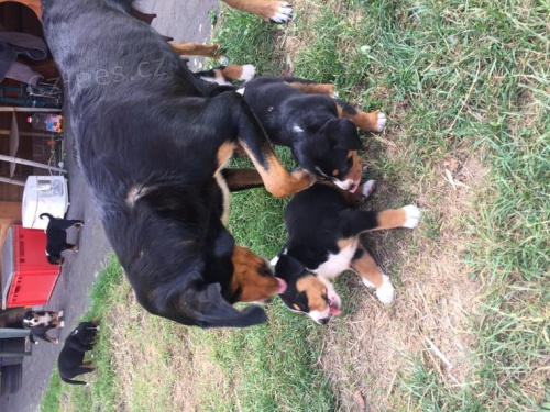 �t��ata Appenzell, 3 m�s�ce star�