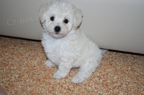 Bolo�sk� ps�k (b�l�) �t���tka s PP