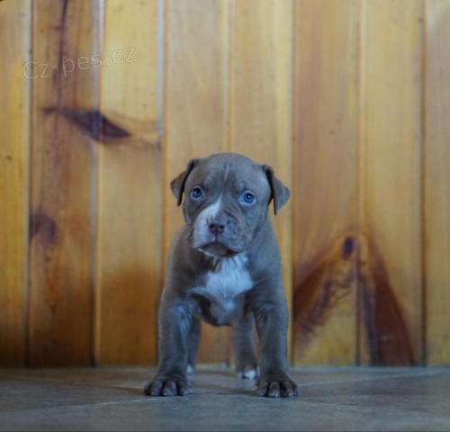 Kr�sn� Pitbull �t��ata hledaj� nov� domov