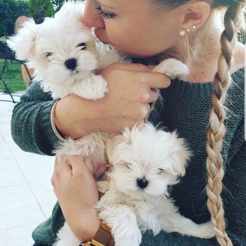 malt�tina �t��ata k adopci