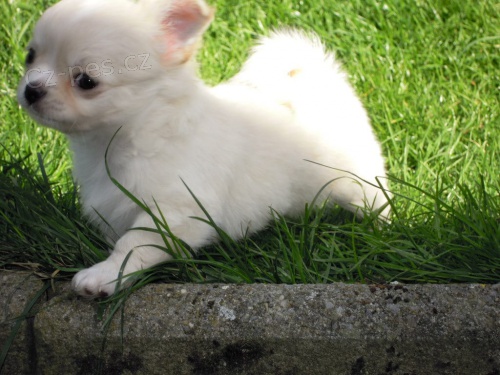 zdrav� �t���tka chihuahua