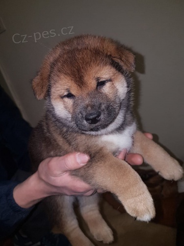 zdrav� �t���tka shiba inu