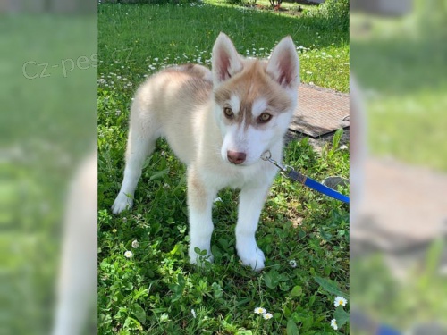 zdrav� �t���tka husky