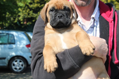 hrav� bullmastif �t��ata �t���tek do nov�ch domov�