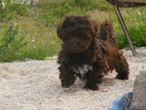 Rusk� barevn� bolonka