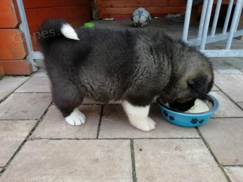 zdrav� �t���tka kita inu