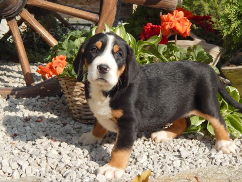 Ve�k� �vaj�iarsky sala�n�cky pes