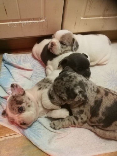 zdrav� �t��ata francouzsk� mops