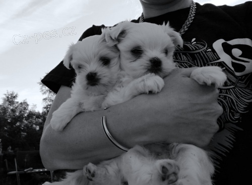 Malt�z��ek  - Malt�zsk� ps�k s PP