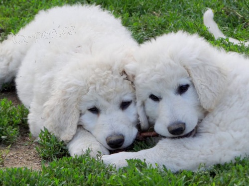 kr�sn� �t���tka Kuvasz k dispozici pro nov� domovy