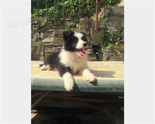zdrav� �t���tka Border kolie