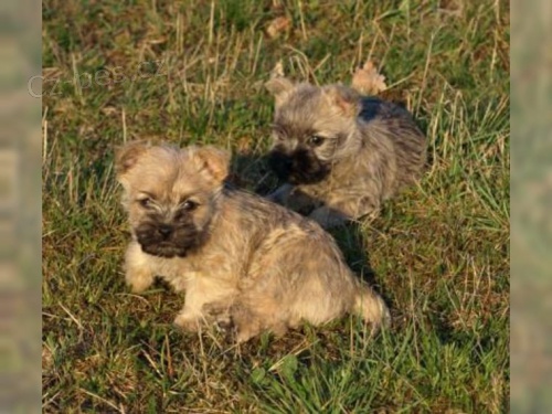 cairn teri�r pro miluj�c� nov� domy