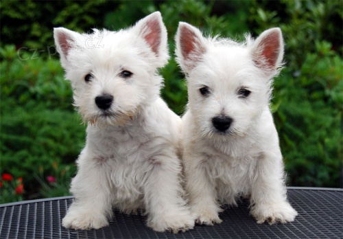 Dv� Roztomil� �t���tka West Highland White Terrier Pot�ebuj� Nov� Domovy.