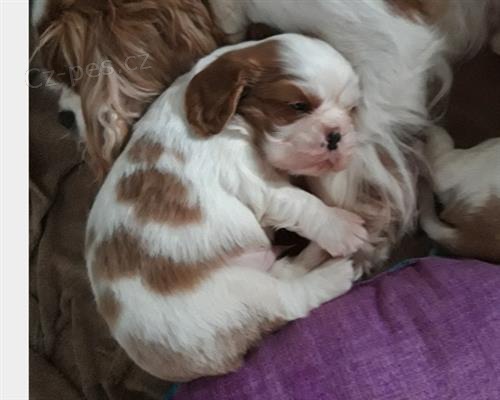 zdrav� �t���tka KING CHARLES SPANIEL