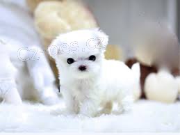 Vy�kolen� a registrovan� maltsk� �t���tka