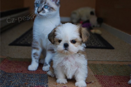 Vy�kolen� a registrovan� �t��ata Shit-tzu