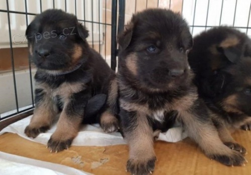 Vy�kolen� a registrovan� �t��ata n�meck�ho ov��ka