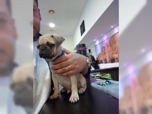 kr�sn� mops �t��ata k dispozici