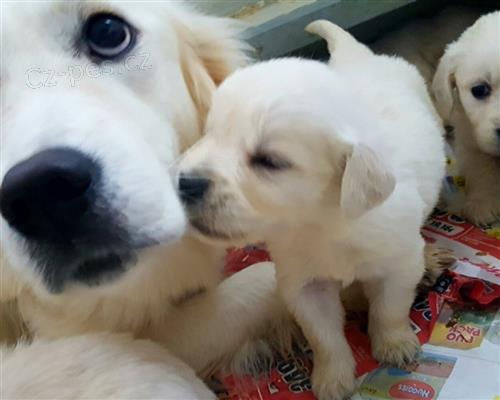 zdrav� �t���tka ZLAT� RETRIEVER