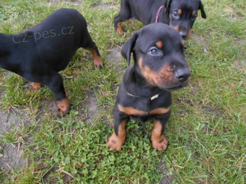 �t���tka Dobermanna jsou nyn� p�ipravena potkat nov� rodiny, mu�e i �eny