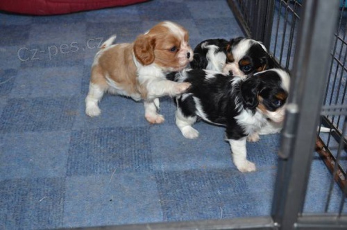 Kaval�r king charles �pan�l