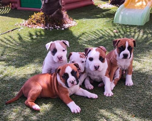 zdrav� �t���tka Americk� Staffordshire