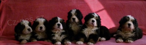 Bernsk� sala�nick� pes - �t��ata