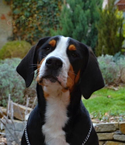 Velk� �v�carsk� sala�nick� pes