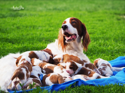 Irsk� �ervenob�l� setr �t��ata s PP