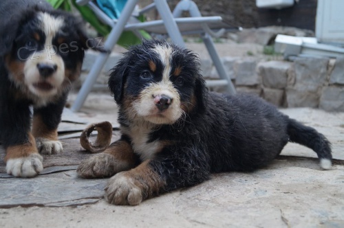 Bernsk� sala�nick� pes