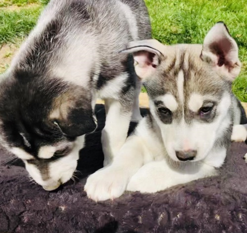 sirotek alja�sk� malamut zoufale hledal nov� domy