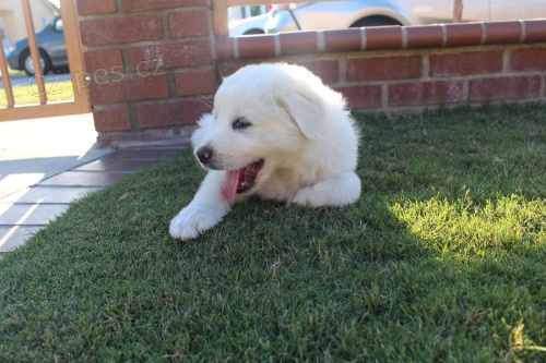 Velk� pyrenejsk� horsk� pes �t��ata