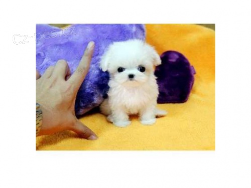 zdrav� �t���tka maltsk� mini 