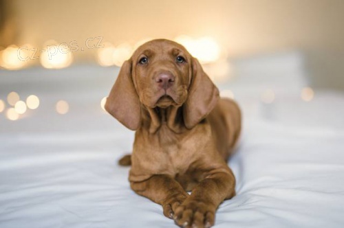 �t��ata Ma�arsk� oha� - Vizsla