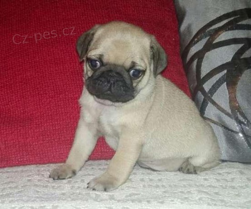 Rozko�n� Mops �t��ata hledaj� nov� domov