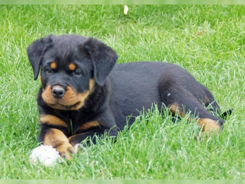 Rotvajler �t��ata mu� a �ena hled� nov� domov