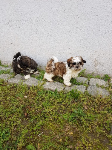 kr�sn� �t��ata shih tzu k dispozici pro nov� domovy. jsou o�kov�ni a vycvi�eni na no�n�k. velmi p��telsk� jak pro lidi, tak pro ostatn� dom�c� mazl��ky doma,
