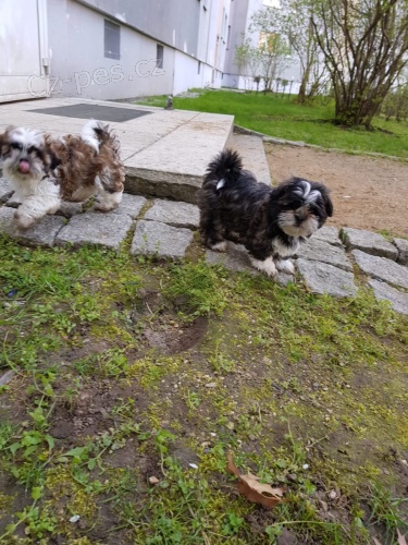 kr�sn� �t��ata shih tzu k dispozici pro nov� domovy. jsou o�kov�ni a vycvi�eni na no�n�k. velmi p��telsk� jak pro lidi, tak pro ostatn� dom�c� mazl��ky doma,