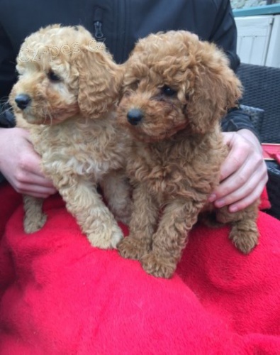 Mini pudl �t��ata...