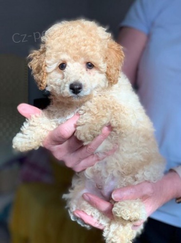 Mini pudl �t��ata 